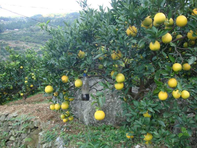 青滩桃叶橙.jpg